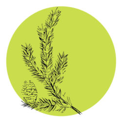 black-spruce-icon