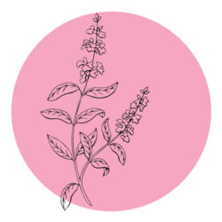 clary-sage-icon