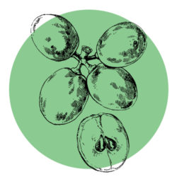 grape-seeds-icon
