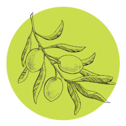 olive-icon