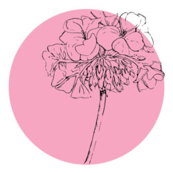 rose-geranium-icon