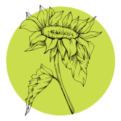 sunflower-icon