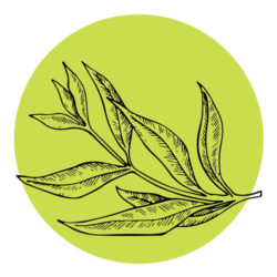 tea-tree-icon